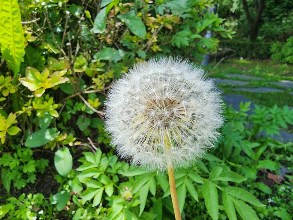 Extreme close-up of a fluffy white dandelion seed head surrounded by green leaves.