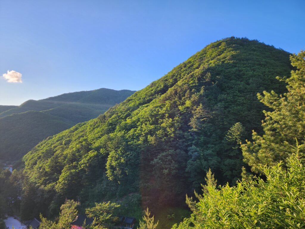 Dense green forest canopy covering the steep slopes of Mount Taebaeksan.