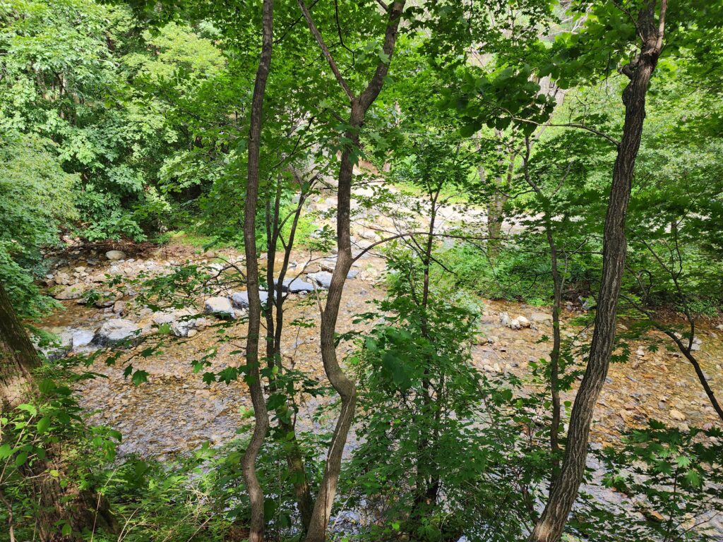 Dense green tree foliage framing a natural flowing stream at Gyebangsan.