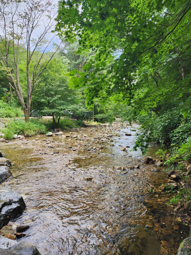 Clear mountain stream flowing smoothly over pebbles and rocks through a lush forest.