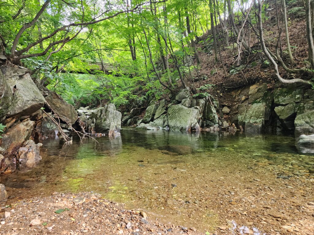 Quiet, crystal-clear pool of water nestled inside a shaded green forest.